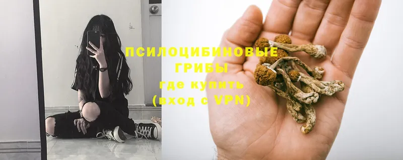 Псилоцибиновые грибы Psilocybe  закладка  Горбатов 